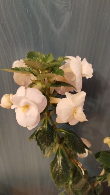  - 2025-RF s PINA COLADA