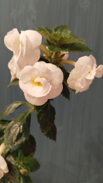  - 2025-RF s PINA COLADA