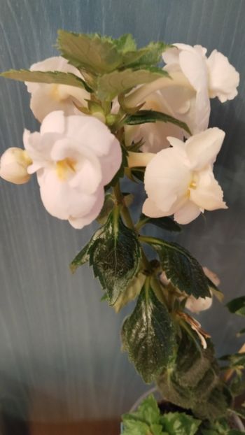  - 2025-RF s PINA COLADA