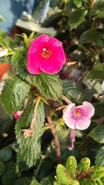 ...mai racoare si mai cald, nuante diferite - 2025-BriD s Ruth