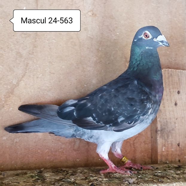 Mascul 24-563 - Porumbei vanduti