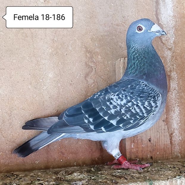 Femela 18-186 - Stropit