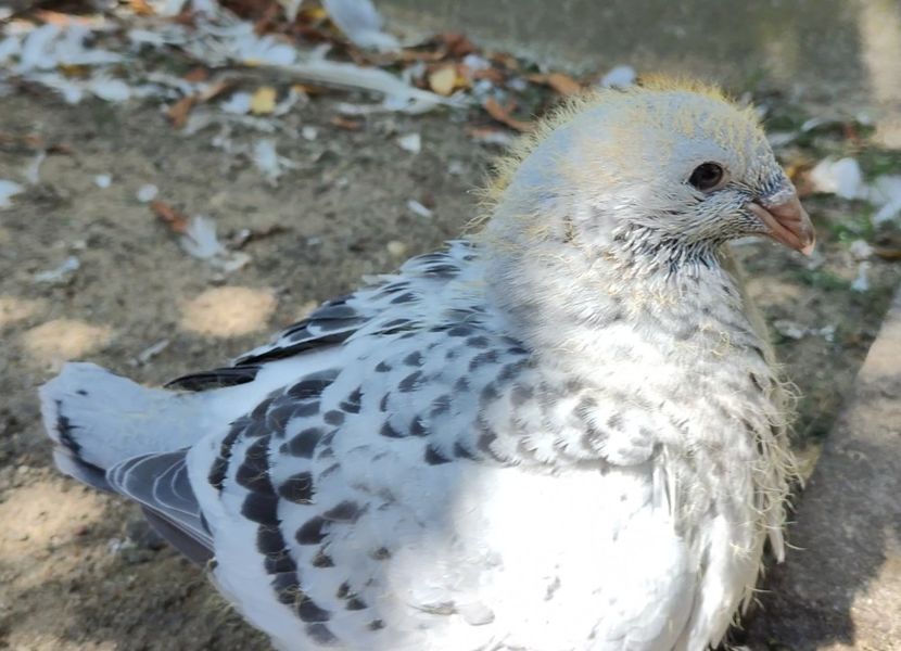 31 - c- MLODE 2025 YOUTH