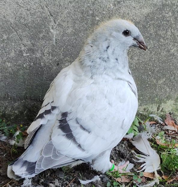 29(F) - c- MLODE 2025 YOUTH