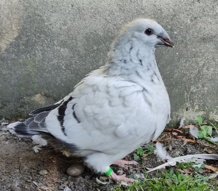 29 - c- MLODE 2025 YOUTH