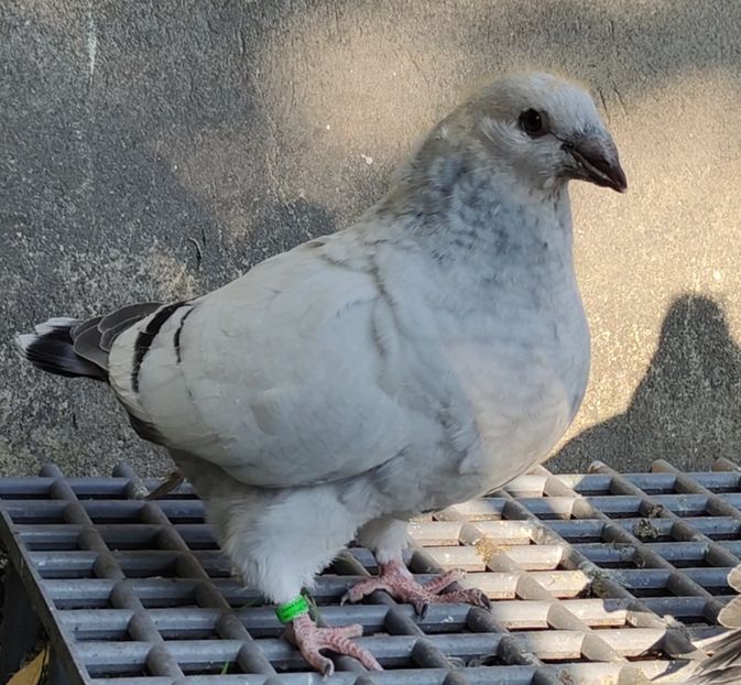 29 - c- MLODE 2025 YOUTH