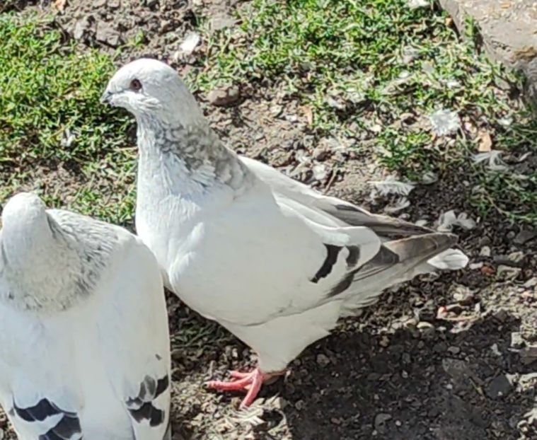 PL25-JRS4(M) - c- MLODE 2025 YOUTH