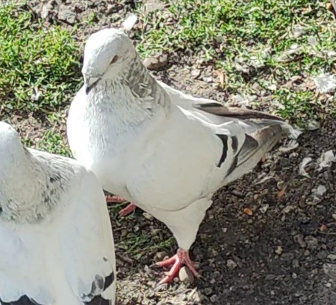 4 - c- MLODE 2025 YOUTH