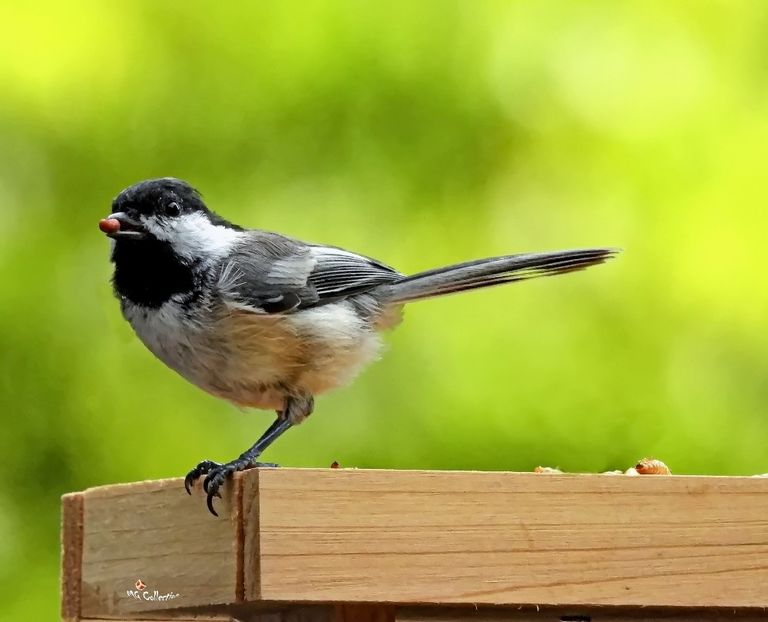 Chickadee 1b - C - BIRDS - Pasari
