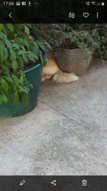  - Codiță-Cody -Coco