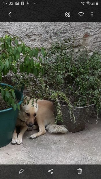  - Codiță-Cody -Coco