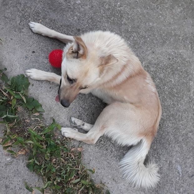  - Codiță-Cody -Coco