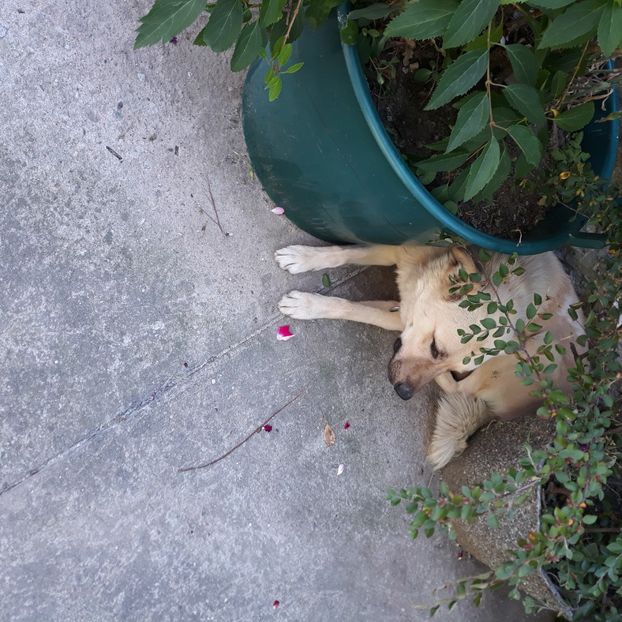  - Codiță-Cody -Coco