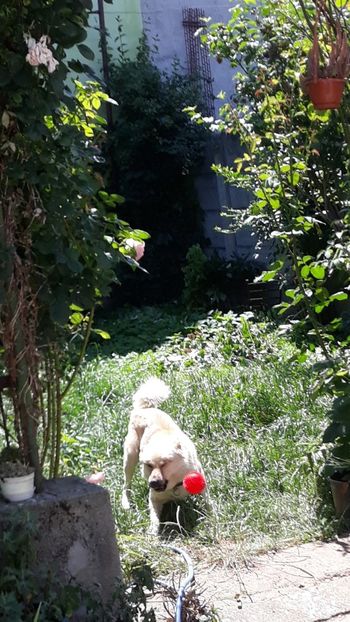  - Codiță-Cody -Coco