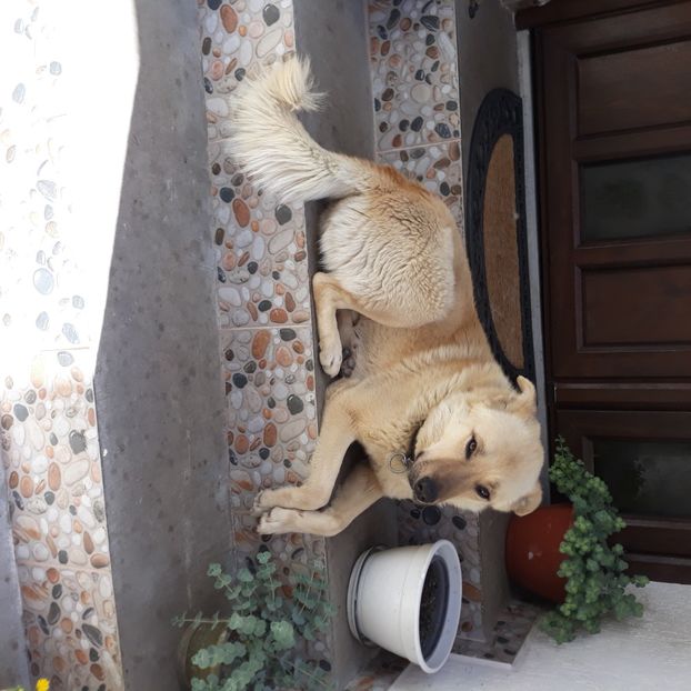  - Codiță-Cody -Coco