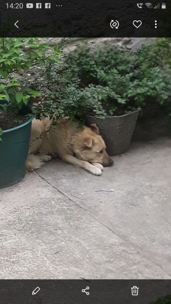  - Codiță-Cody -Coco