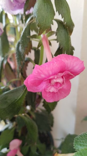  - 2025-BriD s Die Heyms-nu am rizomi