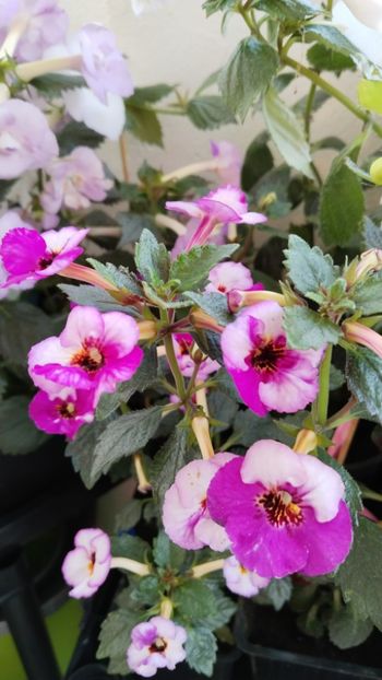  - 2025-Coup de Foudre