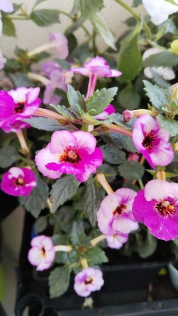  - 2025-Coup de Foudre