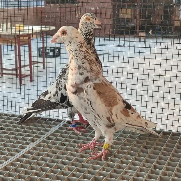  - Nu îmi aparțin 10