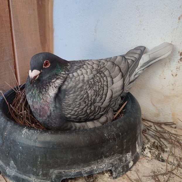  - Nu îmi aparțin 10