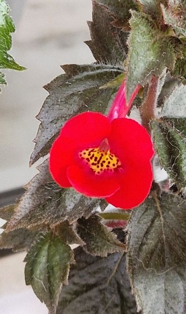 Fire Vortex - Achimenes 2025