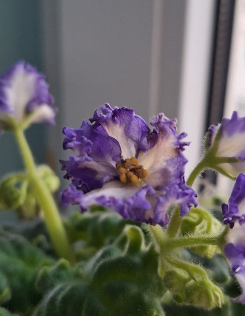  - MV-Zvezdnaia Dinastia - chimera