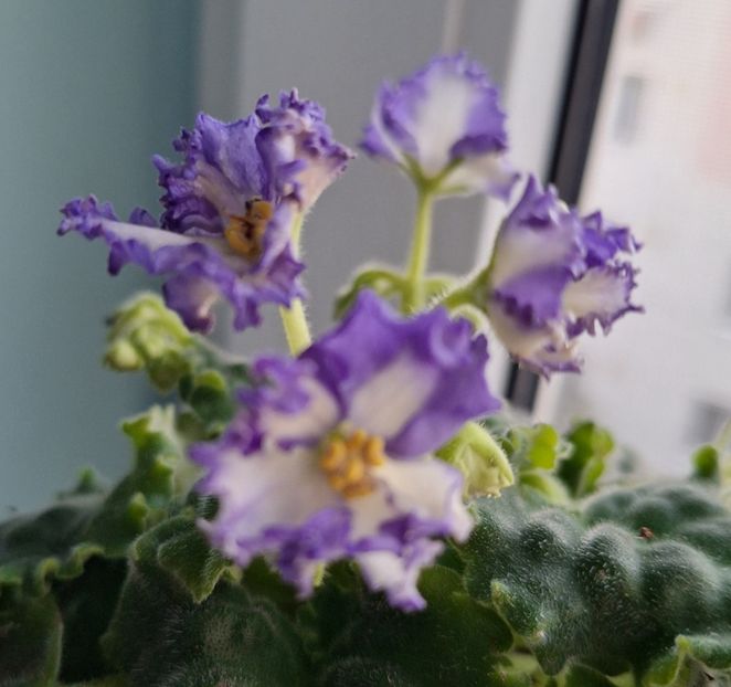  - MV-Zvezdnaia Dinastia - chimera