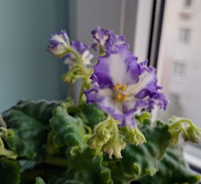  - MV-Zvezdnaia Dinastia - chimera