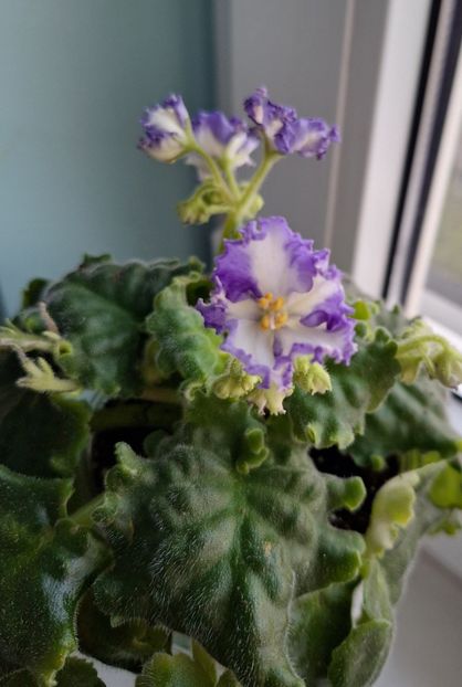  - MV-Zvezdnaia Dinastia - chimera