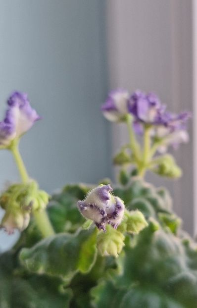  - MV-Zvezdnaia Dinastia - chimera