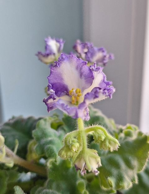  - MV-Zvezdnaia Dinastia - chimera