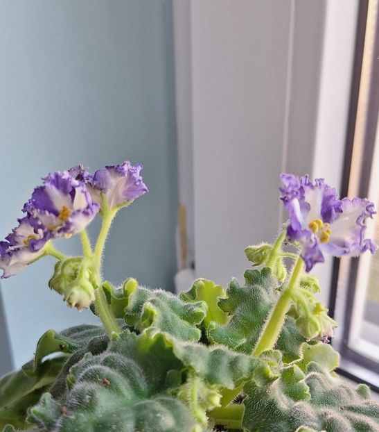  - MV-Zvezdnaia Dinastia - chimera