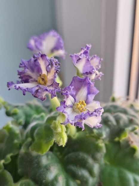  - MV-Zvezdnaia Dinastia - chimera