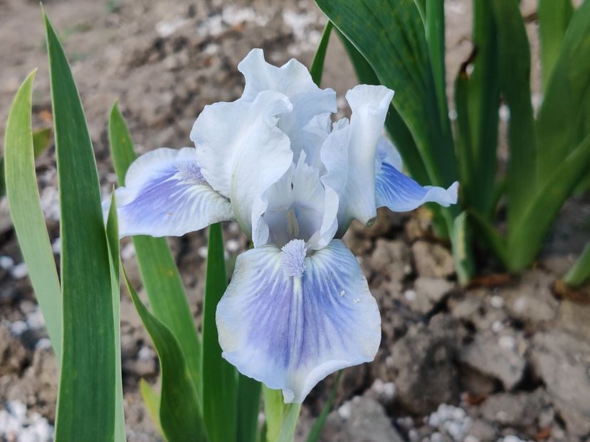 Big blue eyes - Irisi pitici_SDB-MDB-MTB