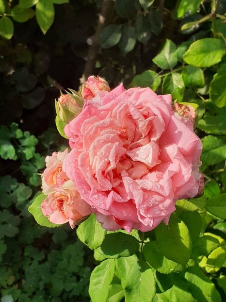  - 05 - TRANDAFIRII MEI ACHIZIȚIONAȚI IN DECURSUL ANILOR