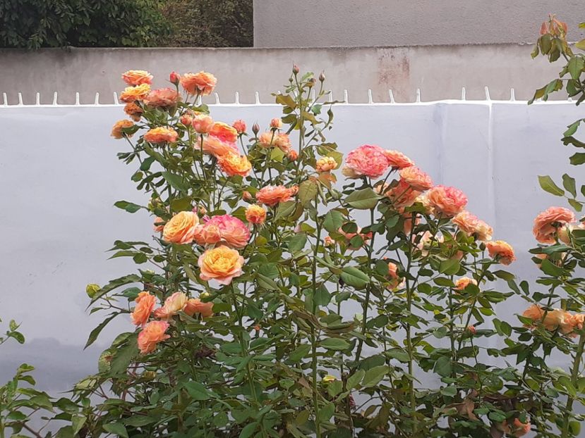  - 05 - TRANDAFIRII MEI ACHIZIȚIONAȚI IN DECURSUL ANILOR