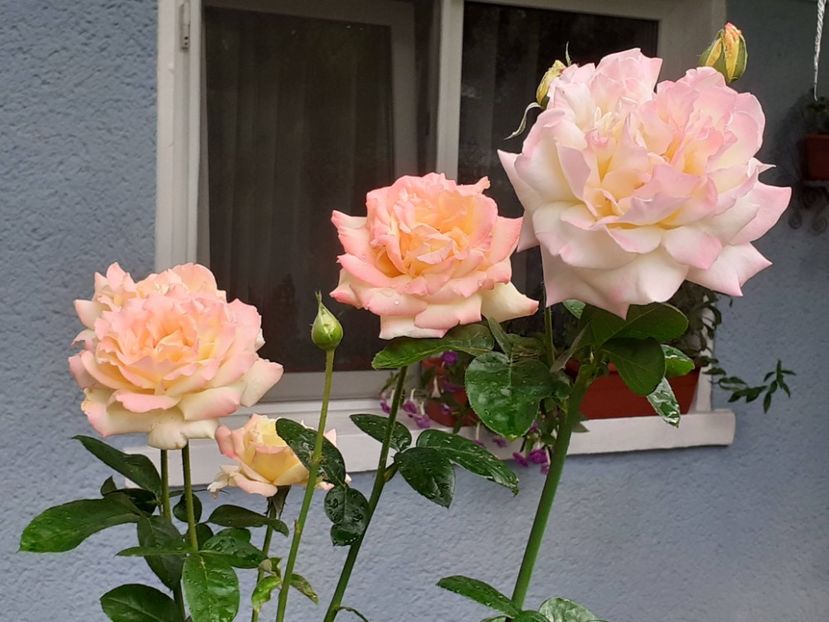  - 05 - TRANDAFIRII MEI ACHIZIȚIONAȚI IN DECURSUL ANILOR