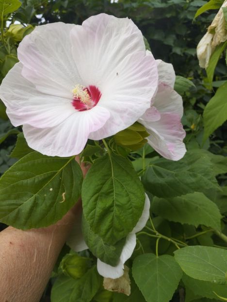  - Hibiscusi mouschetos 2025