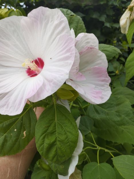  - Hibiscusi mouschetos 2025