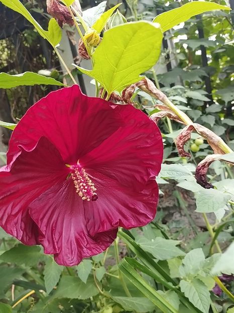  - Hibiscusi mouschetos 2025