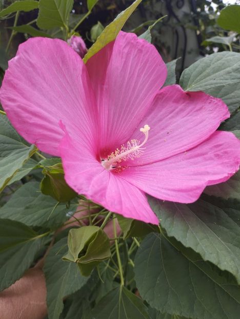  - Hibiscusi mouschetos 2025