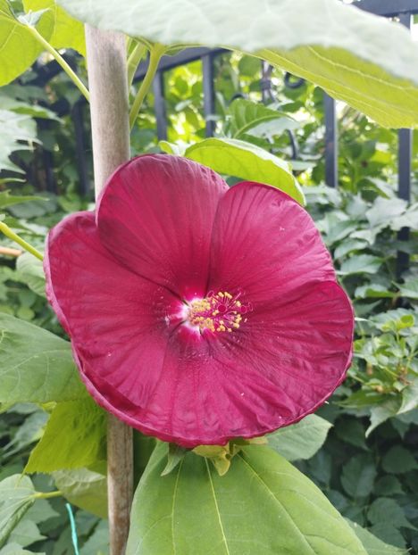  - Hibiscusi mouschetos 2025