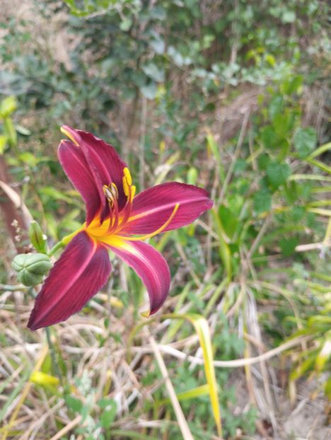  - Hemerocalisi 2025 vol2