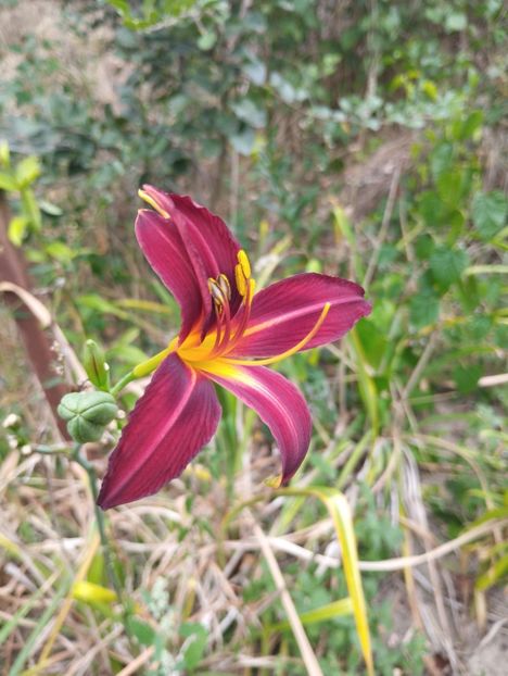  - Hemerocalisi 2025 vol2