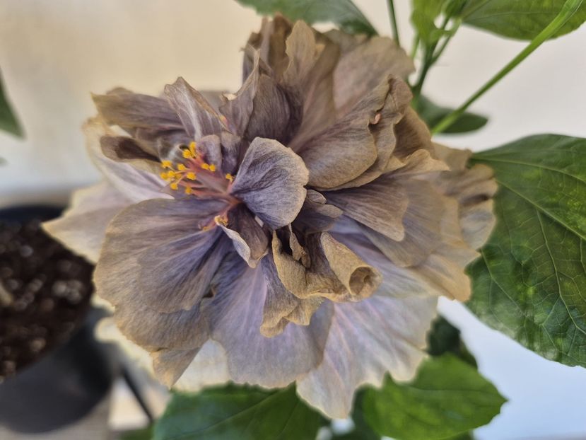 61f634cc-a382-4f90-a8b8-9dd6d72a562d - 0006 - Hibiscusi 2025 - 2