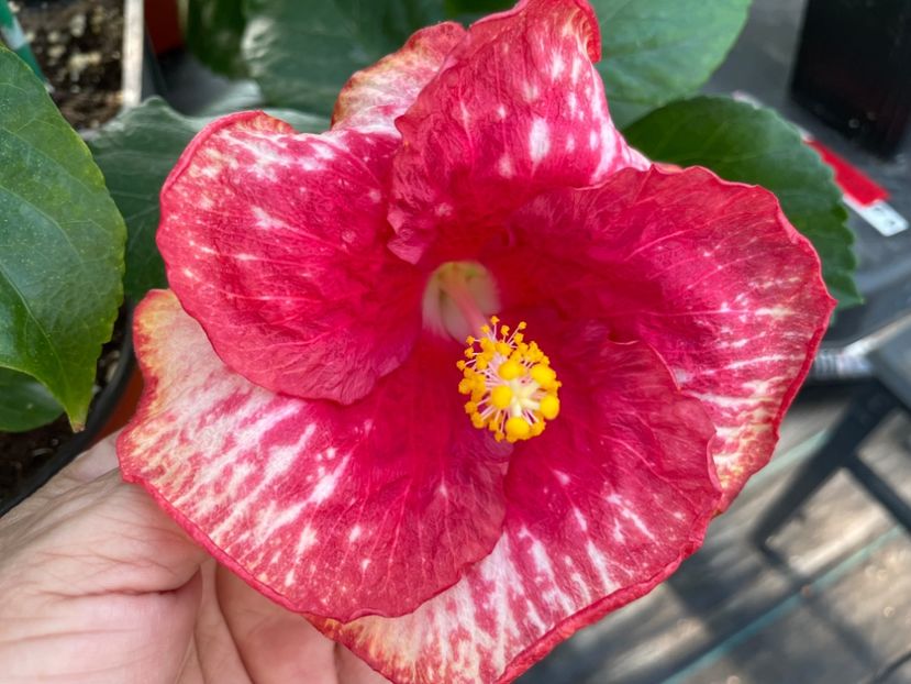  - 0006 - Hibiscusi 2025 - 2