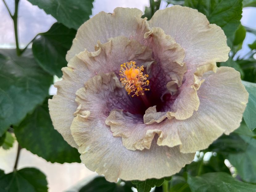  - 0006 - Hibiscusi 2025 - 2