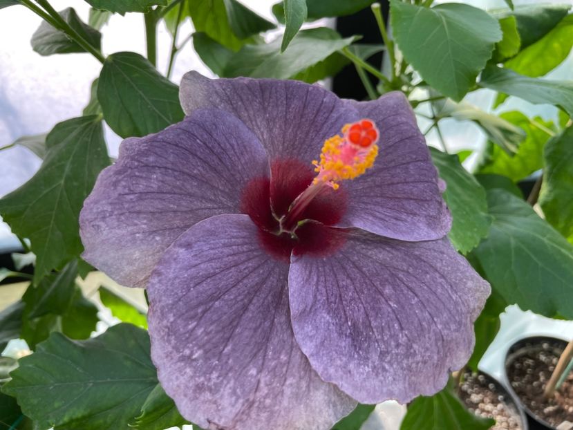  - 0006 - Hibiscusi 2025 - 2