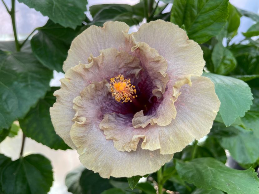  - 0006 - Hibiscusi 2025 - 2